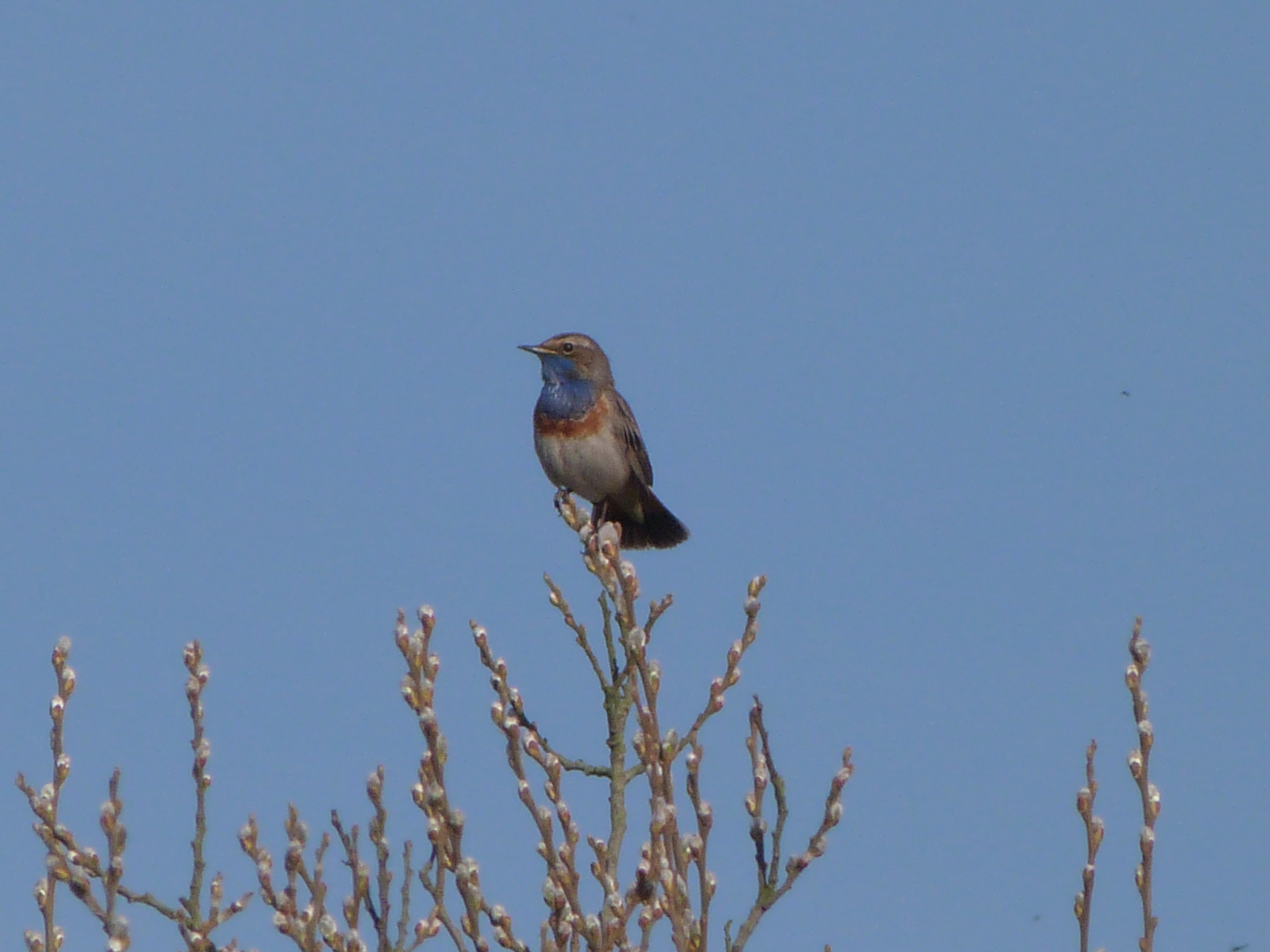 Oiseaux des roselières